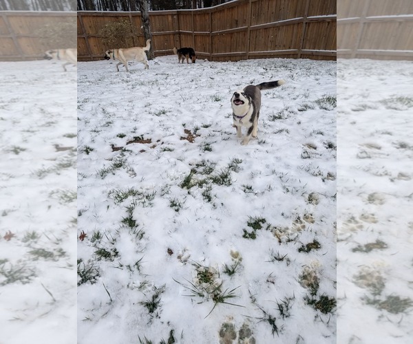 Medium Photo #21 - Mix Puppy For Sale in Holly Springs, NC, USA