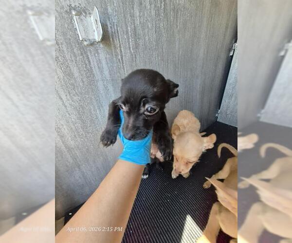 Medium Photo #1 Chihuahua Puppy For Sale in San Antonio, TX, USA