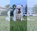Small Photo #1 Bulldog Puppy For Sale in SCHUYLERVILLE, NY, USA