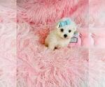 Small #4 Maltese