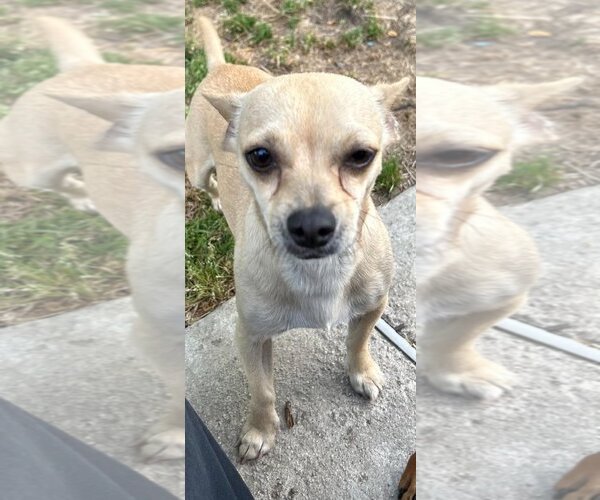 Medium Photo #2 Chihuahua Puppy For Sale in La Verne, CA, USA
