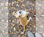 Small #2 American Pit Bull Terrier Mix