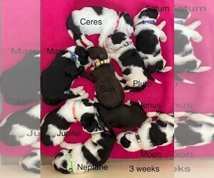 Portuguese Water Dog Puppy for sale in WAUKESHA, WI, USA
