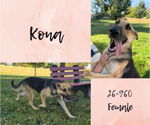 Medium Photo #1 German Shepherd Dog-Unknown Mix Puppy For Sale in Georgetown, KY, USA