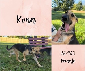 German Shepherd Dog-Unknown Mix Dogs for adoption in Georgetown, KY, USA
