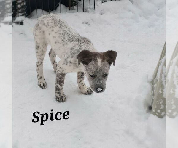 Medium Photo #4 Mutt Puppy For Sale in Garden City, NY, USA