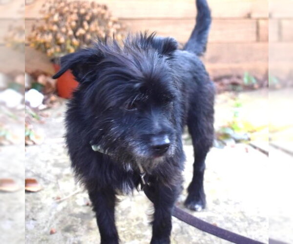 Medium Photo #6 Maltese-Unknown Mix Puppy For Sale in Cary, NC, USA