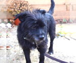 Small #5 Maltese Mix