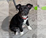 Small #1 Mutt
