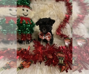 Morkie Puppy for sale in BEECH GROVE, IN, USA