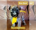 Puppy 2 Whoodle