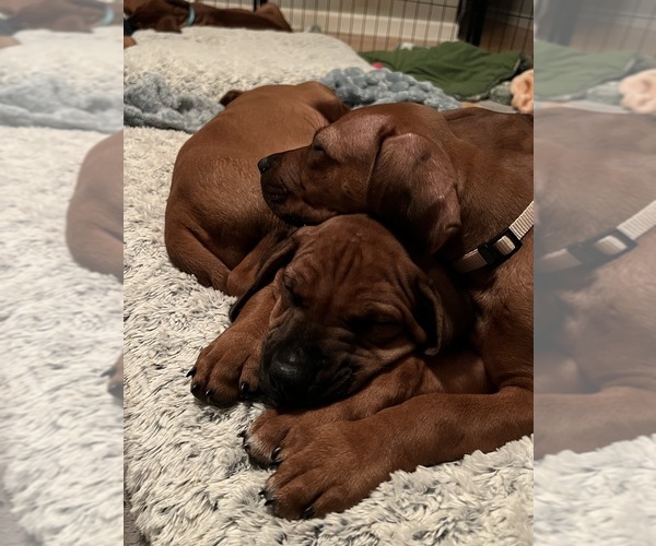 Medium Photo #4 Rhodesian Ridgeback Puppy For Sale in MURFREESBORO, TN, USA