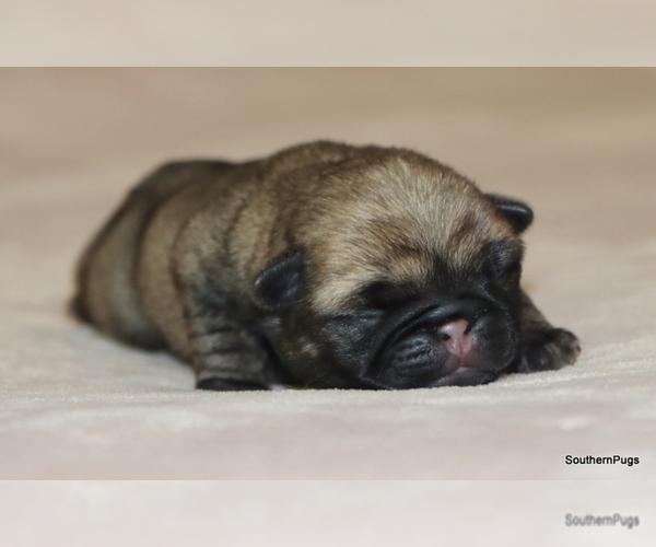 Medium Photo #15 Pug Puppy For Sale in WINNSBORO, TX, USA
