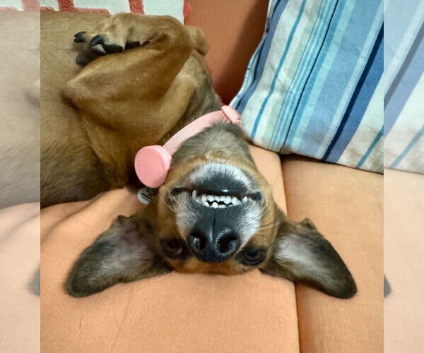 Medium Photo #6 Dachshund Puppy For Sale in Weston, FL, USA
