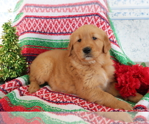 Golden Retriever Puppy for sale in SHILOH, OH, USA