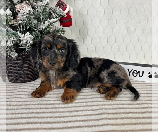Medium Photo #6 Dachshund Puppy For Sale in GREENFIELD, IN, USA