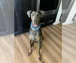 Small Doberman Pinscher Mix