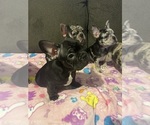 Small #28 French Bulldog