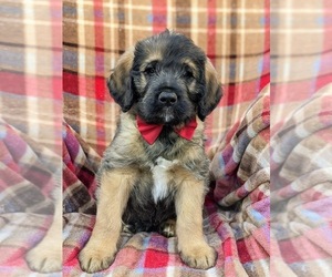 Saint Berdoodle Puppy for sale in PEACH BOTTOM, PA, USA
