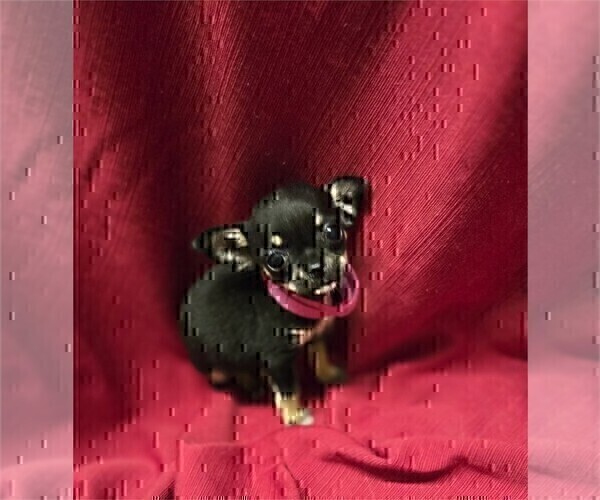 Medium Photo #5 Chihuahua Puppy For Sale in MIAMI, FL, USA