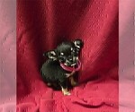 Small #4 Chihuahua