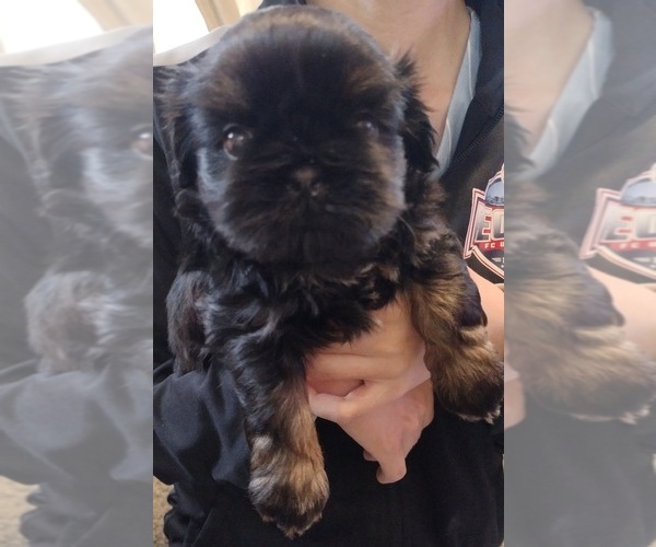 Medium Photo #4 Shih Tzu Puppy For Sale in EAST PEORIA, IL, USA