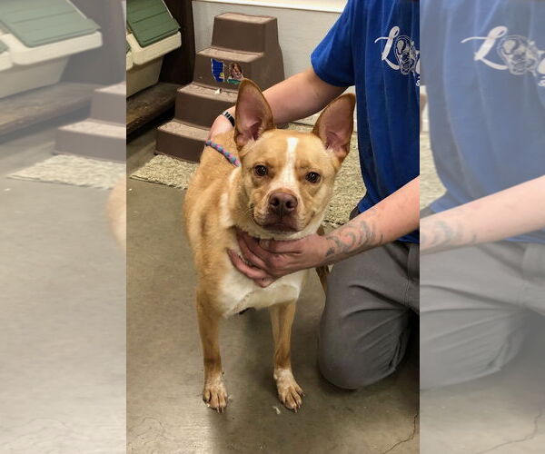 Medium Photo #3 Siberian Husky-Unknown Mix Puppy For Sale in Amarillo, TX, USA