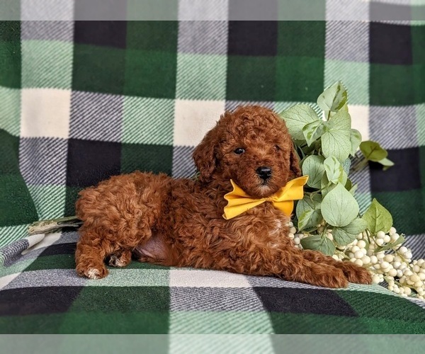 Medium Photo #3 Poodle (Toy) Puppy For Sale in KINZERS, PA, USA