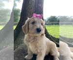 Puppy Puppy 4 Goldendoodle
