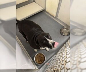 Mutt Dogs for adoption in Glen Allen, VA, USA