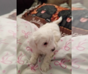 Shih-Poo Puppy for sale in CHADBOURN, NC, USA