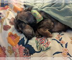 Small #2 Dachshund