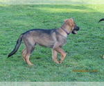 Puppy Bear German Shepherd Dog