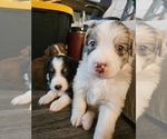 Puppy Sleepy Border-Aussie
