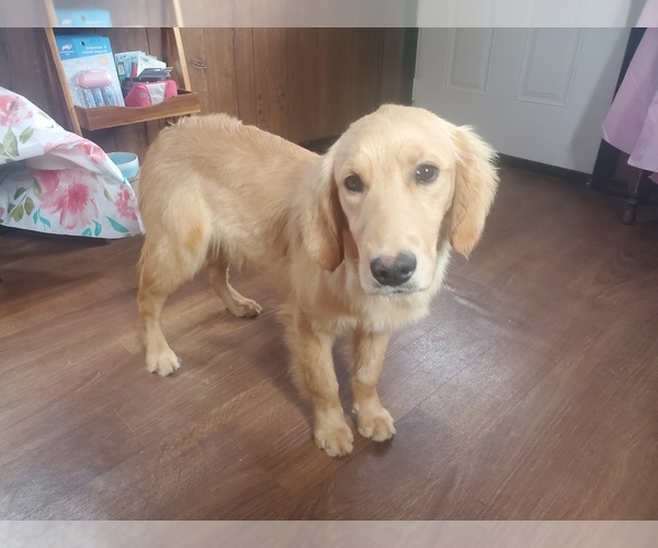 Medium Photo #3 Golden Retriever Puppy For Sale in FALCON, CO, USA