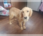 Small #2 Golden Retriever