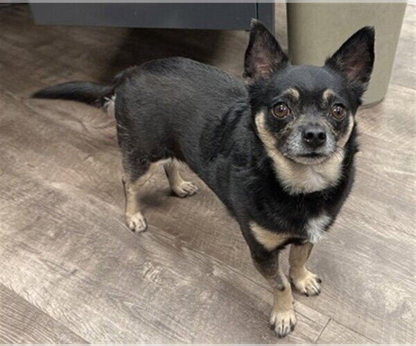 Medium Photo #1 Chihuahua Puppy For Sale in Aurora, IL, USA