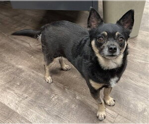 Chihuahua Dogs for adoption in Aurora, IL, USA