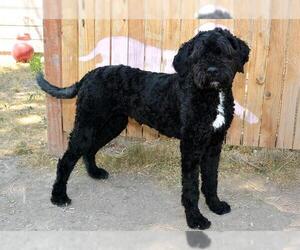 Schnoodle (Giant) Dogs for adoption in West Valley, UT, USA