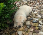 Small Photo #12 Labrador Retriever Puppy For Sale in DEARBORN, MO, USA