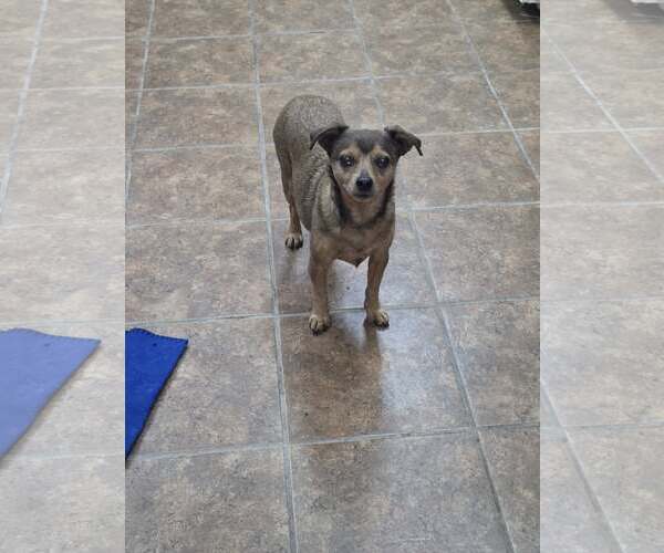 Medium Photo #2 Jack Chi Puppy For Sale in Martinsburg, WV, USA