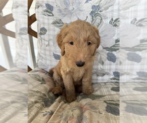 Goldendoodle Puppy for sale in SATSUMA, FL, USA