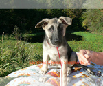 Small #2 German Shepherd Dog