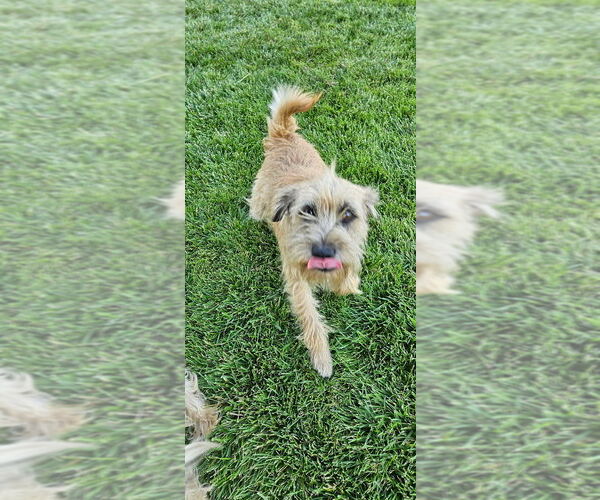 Medium Photo #1 Border Terrier-Cairn Terrier Mix Puppy For Sale in Banning, CA, USA