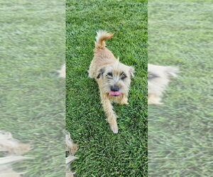 Border Terrier-Cairn Terrier Mix Dogs for adoption in Banning, CA, USA