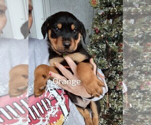 Rottweiler Puppy for sale in NEW LONDON, MO, USA