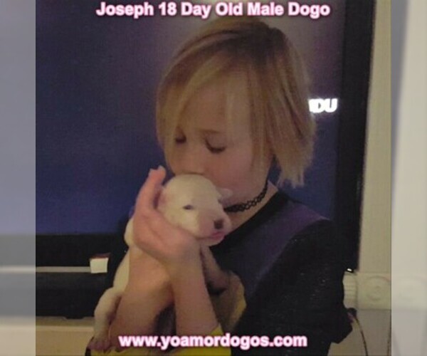 Medium Photo #49 Dogo Argentino Puppy For Sale in PINEVILLE, MO, USA