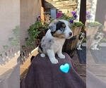 Puppy Randal Australian Shepherd