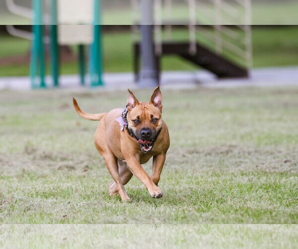 Medium Photo #12 Mutt Puppy For Sale in  Gainesville, FL, USA