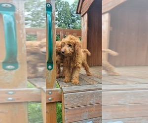 Goldendoodle Puppy for sale in ROMULUS, MI, USA